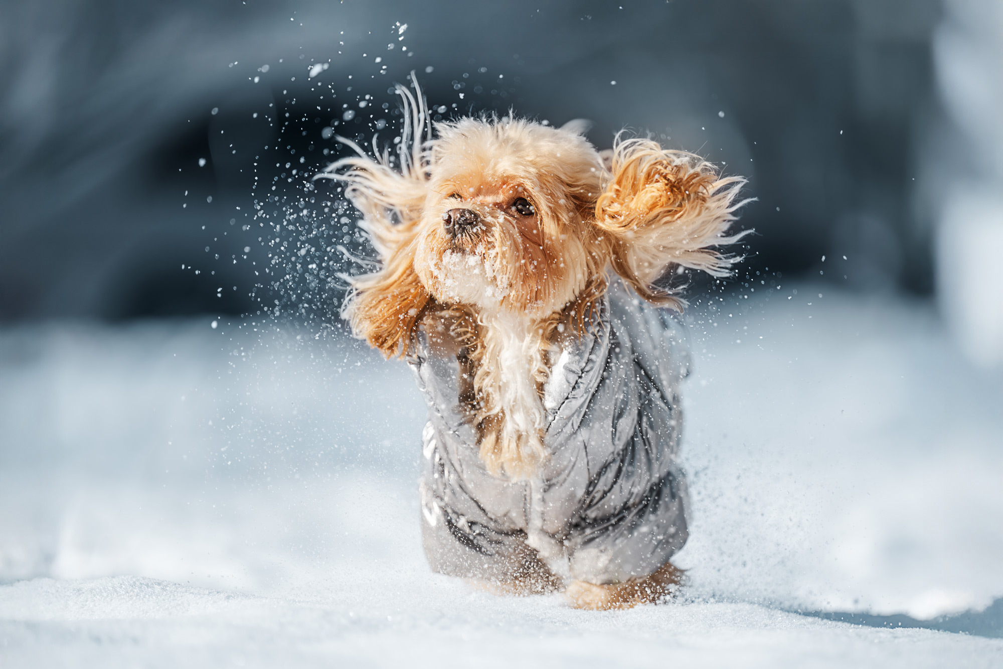 Liten hund i vintersnön