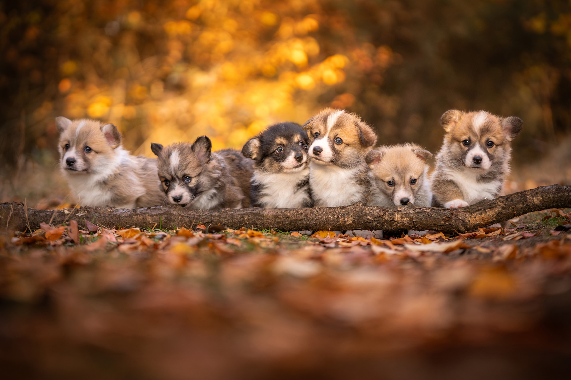 Porträtt av sex underbara valpar av rasen Welsh pembroke corgi, fotograferade utomhus i en höstskog