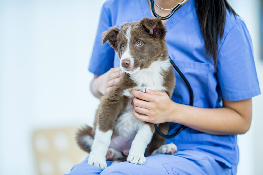 Gullig valp på besök hos veterinären