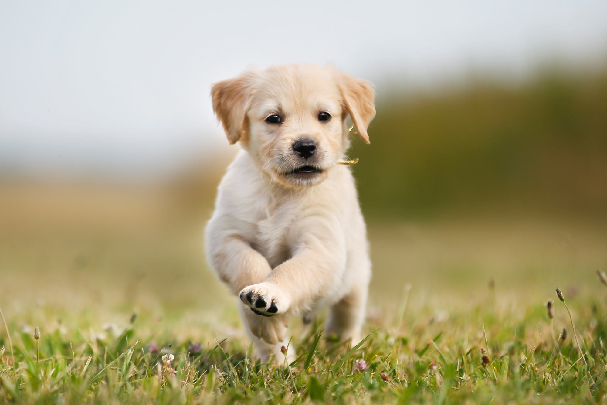 En golden retriver valp leker utomhus