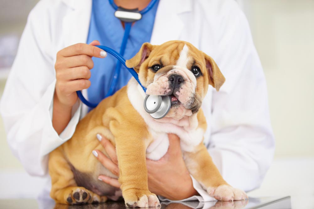 Gullig valp på besök hos veterinären